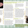 In The Know: Kratom Pamphlet