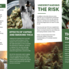 Risks and Dangers of THCA Pamphlets