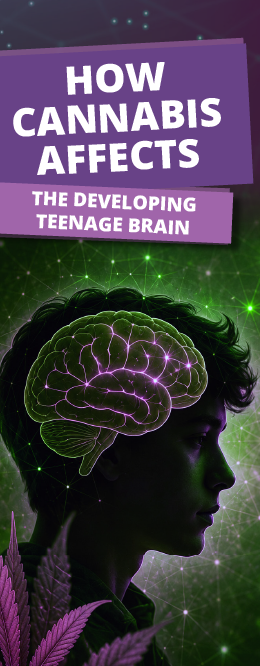 How Cannabis Affects the Developing Teenage Brain Pamphlet
